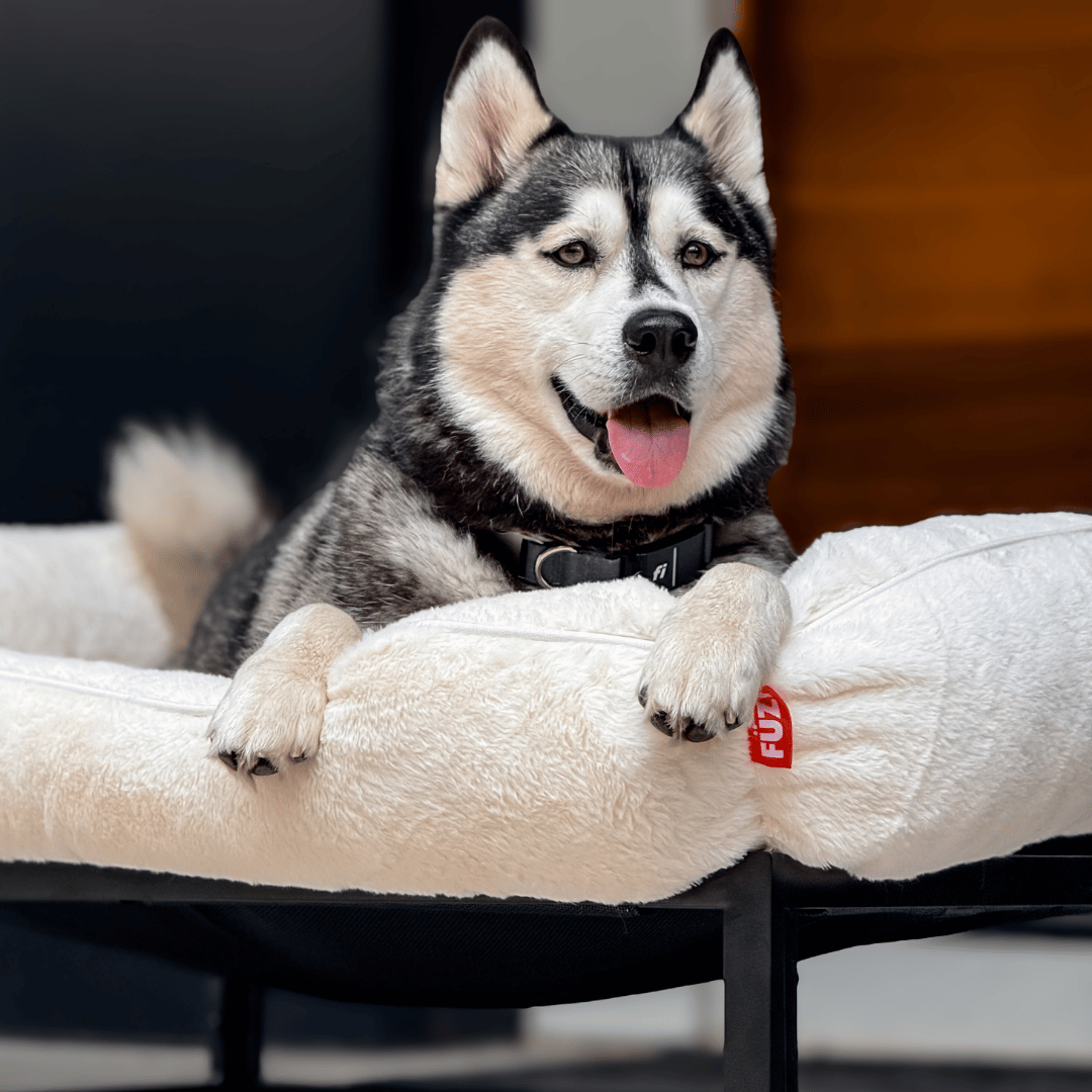 The FÜZI Elevated Dog Bed