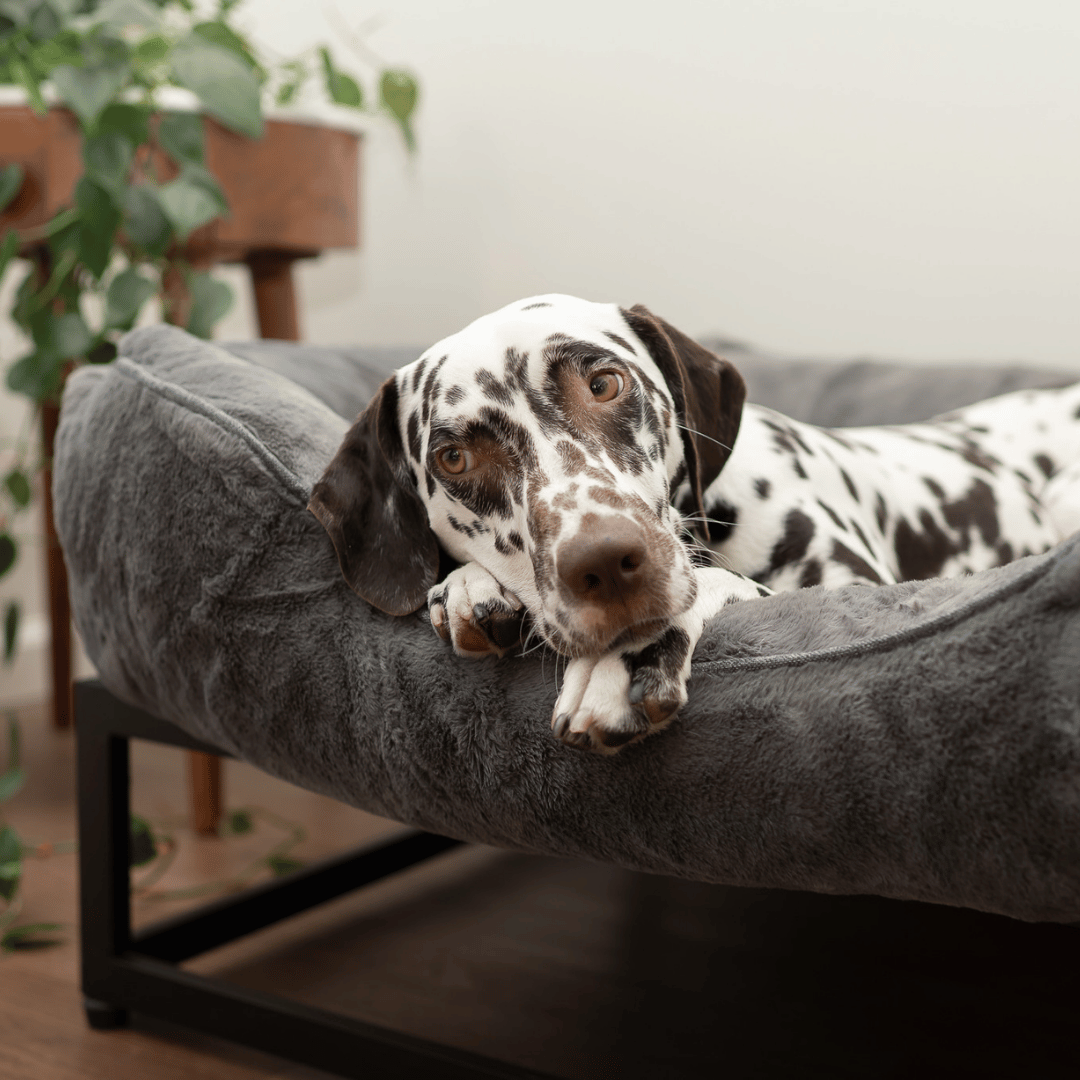The FÜZI Elevated Dog Bed