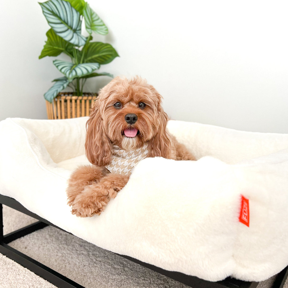 The FÜZI Elevated Dog Bed