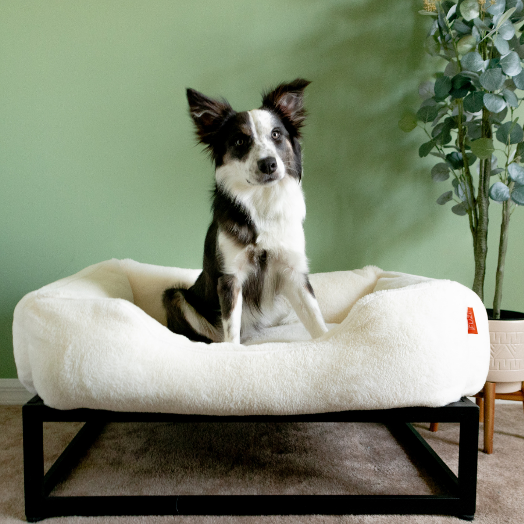 The FÜZI Elevated Dog Bed