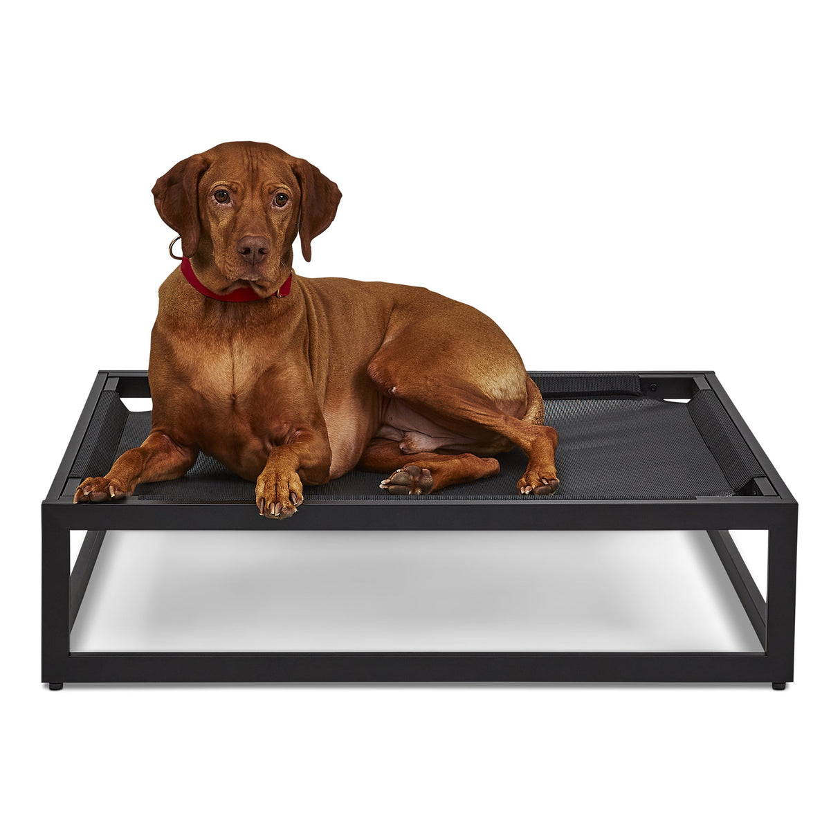The Up Pup Raised Dog Bed