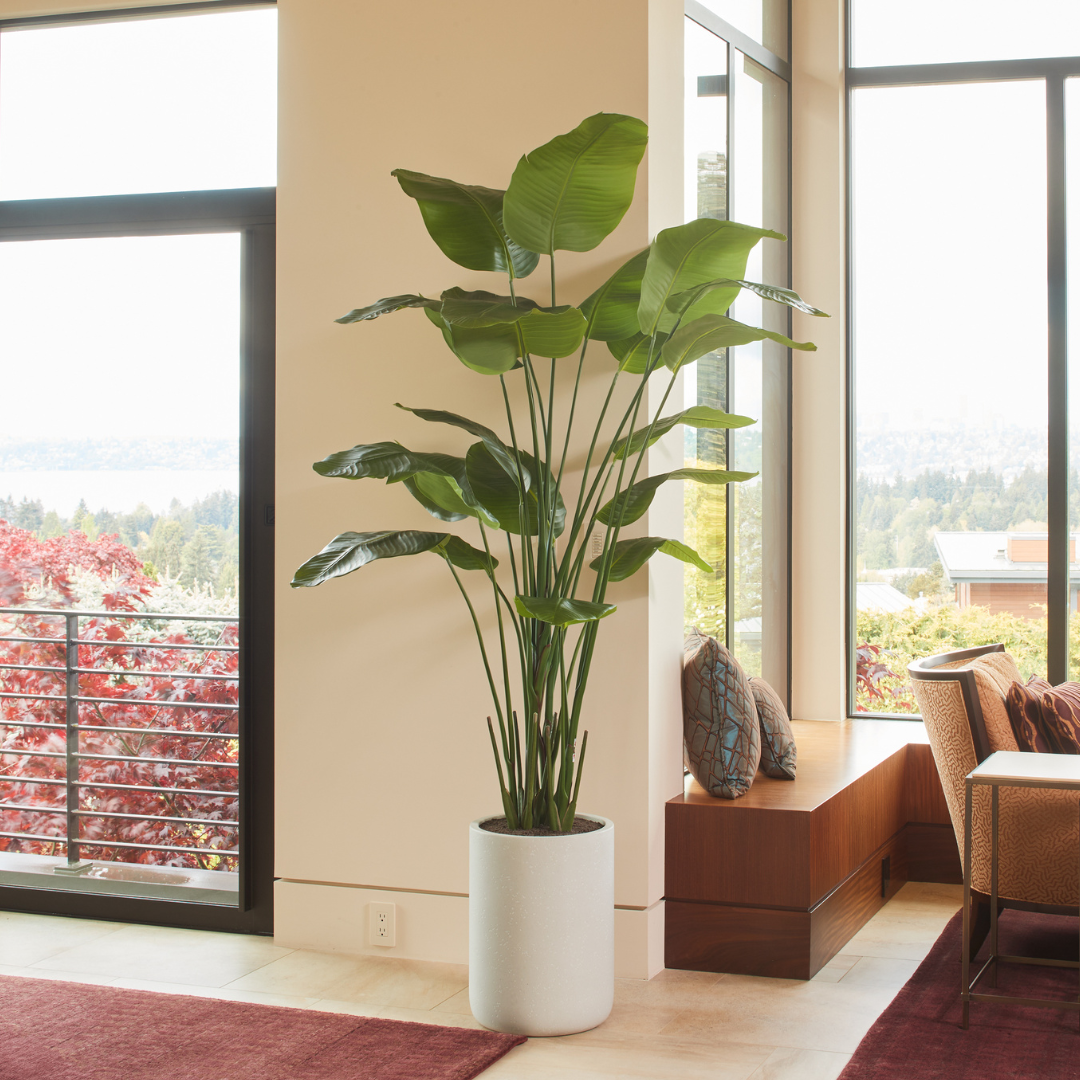 8' Bird of Paradise Tree in Modern Gray Planter