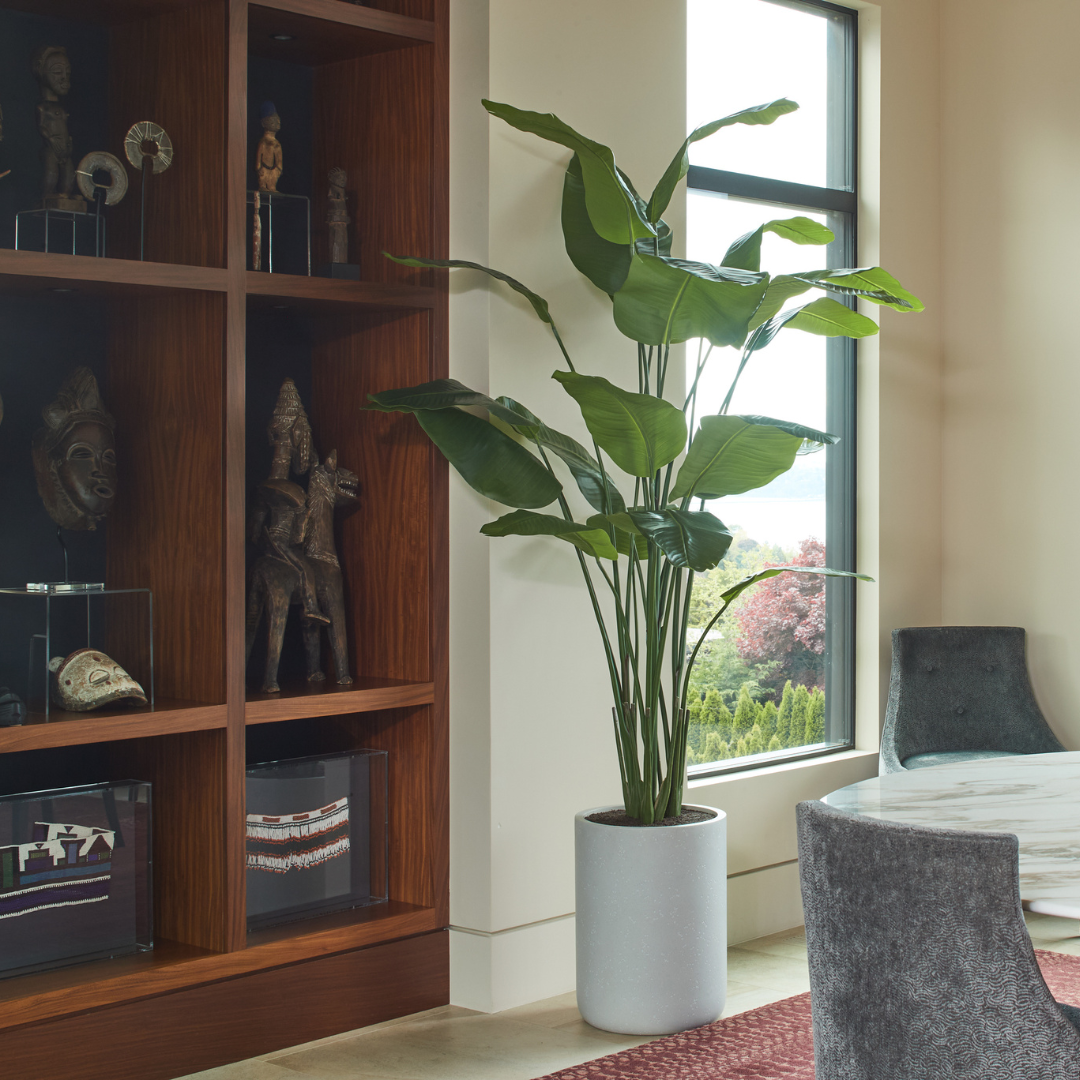 8' Bird of Paradise Tree in Modern Gray Planter