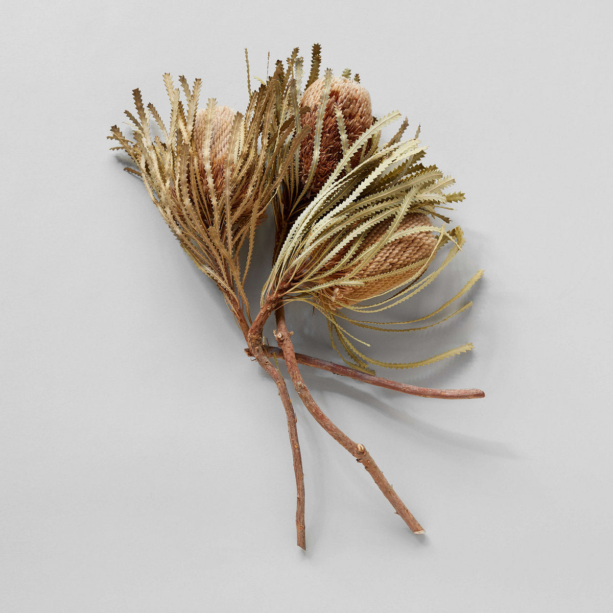 Set of Three Dried Natural Banksia