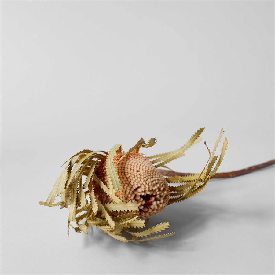 Set of Three Dried Natural Banksia