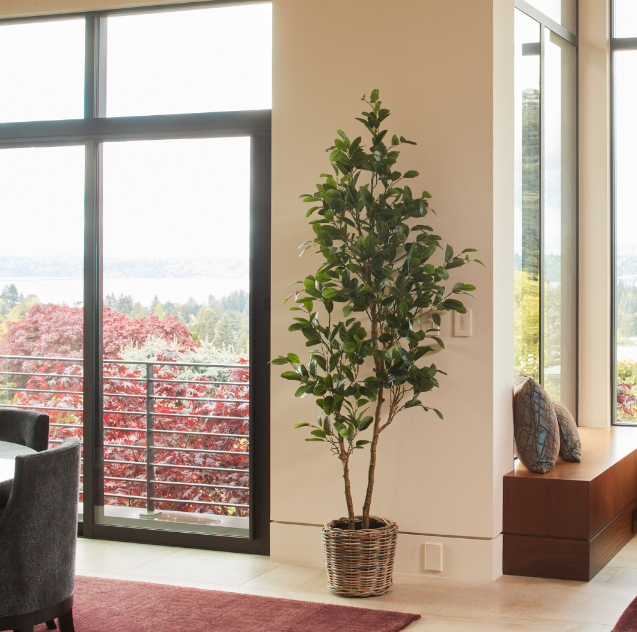 7' Citrus Lemon Tree