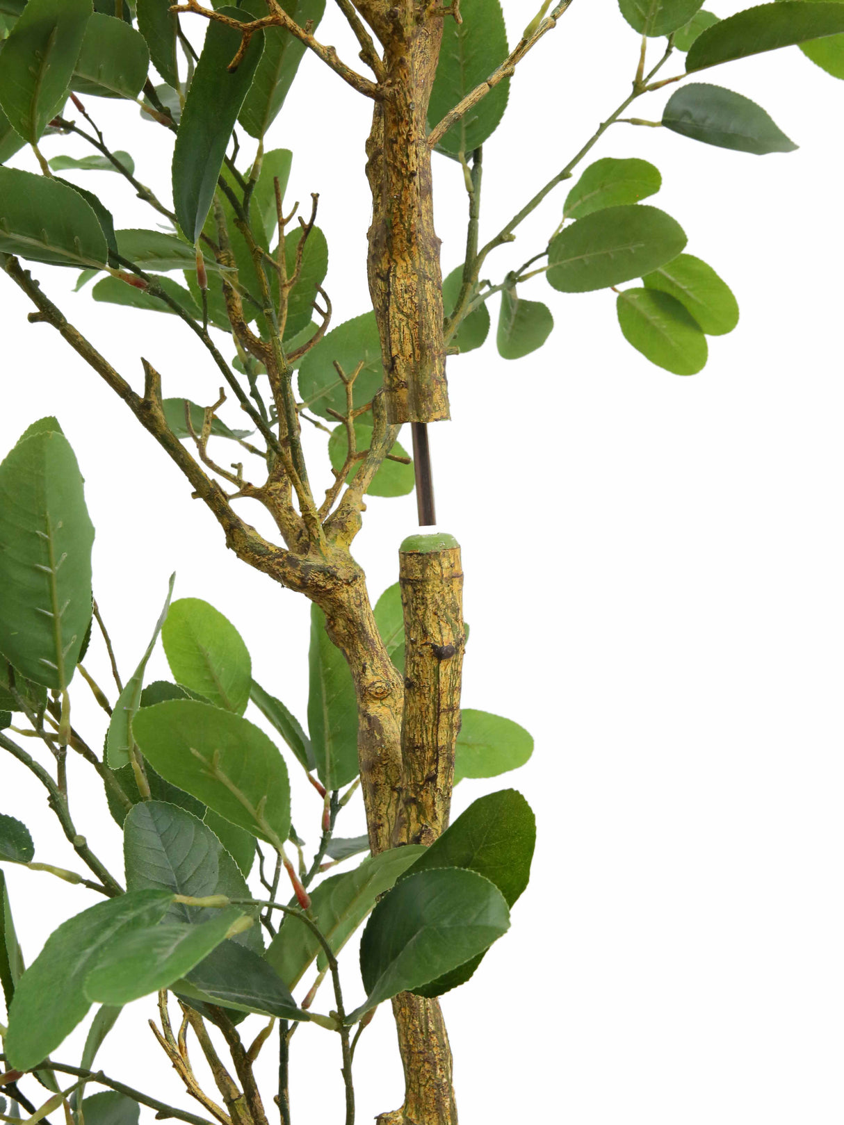 7' Citrus Lemon Tree