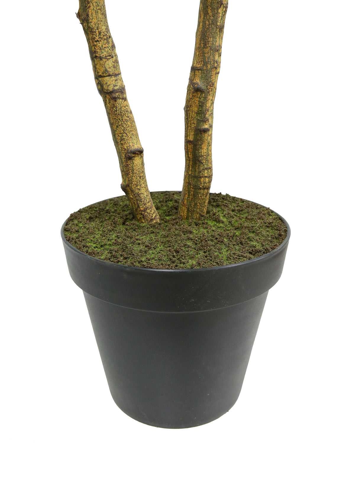 7' Citrus Lemon Tree