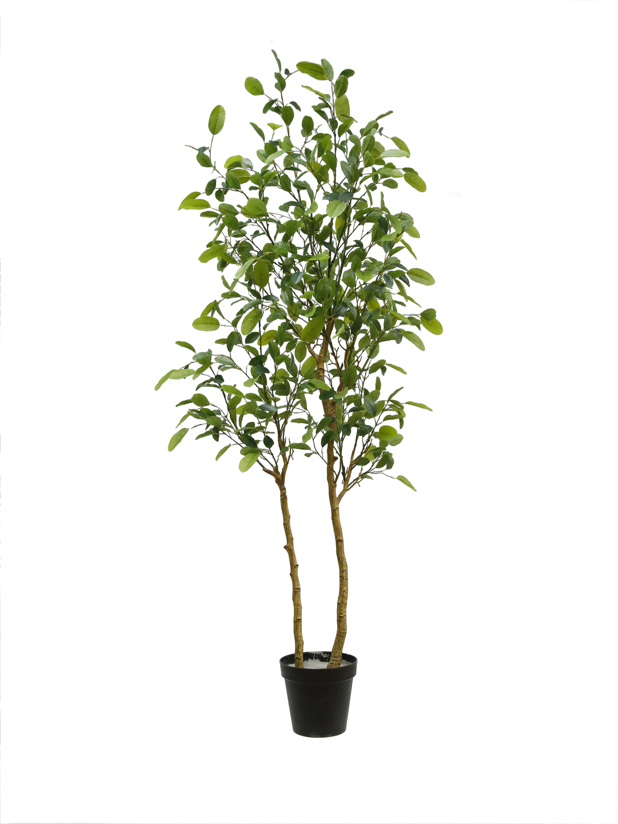 7' Citrus Lemon Tree