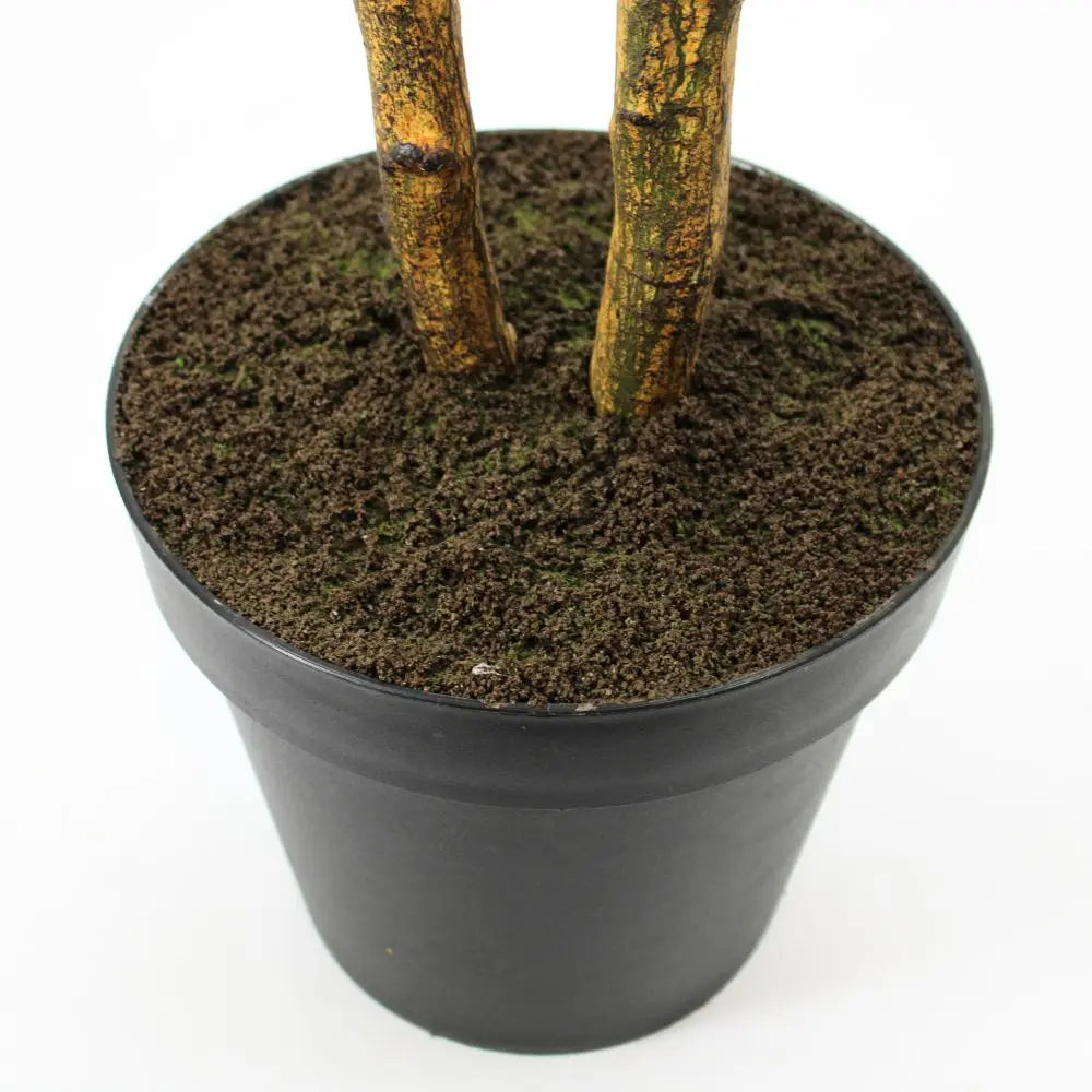 7' Citrus Lemon Tree