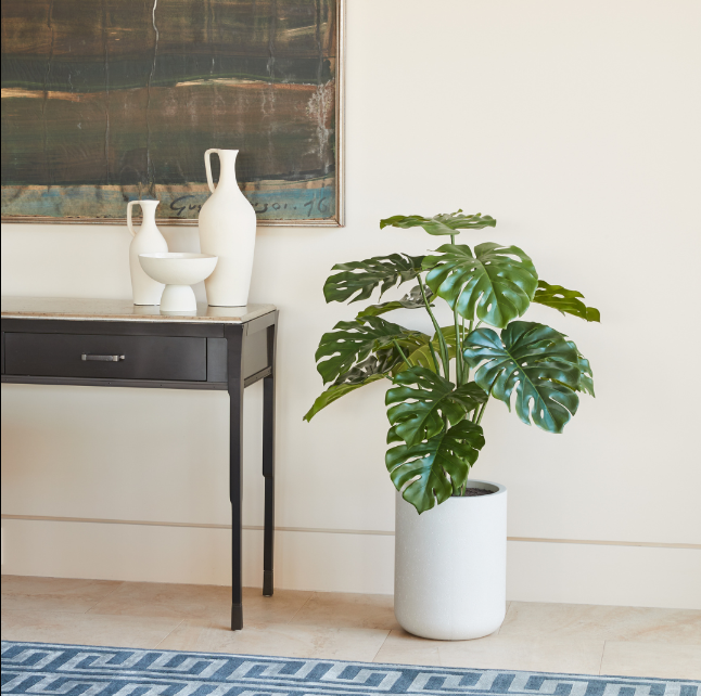 4' Monstera Plant in Modern Gray Planter