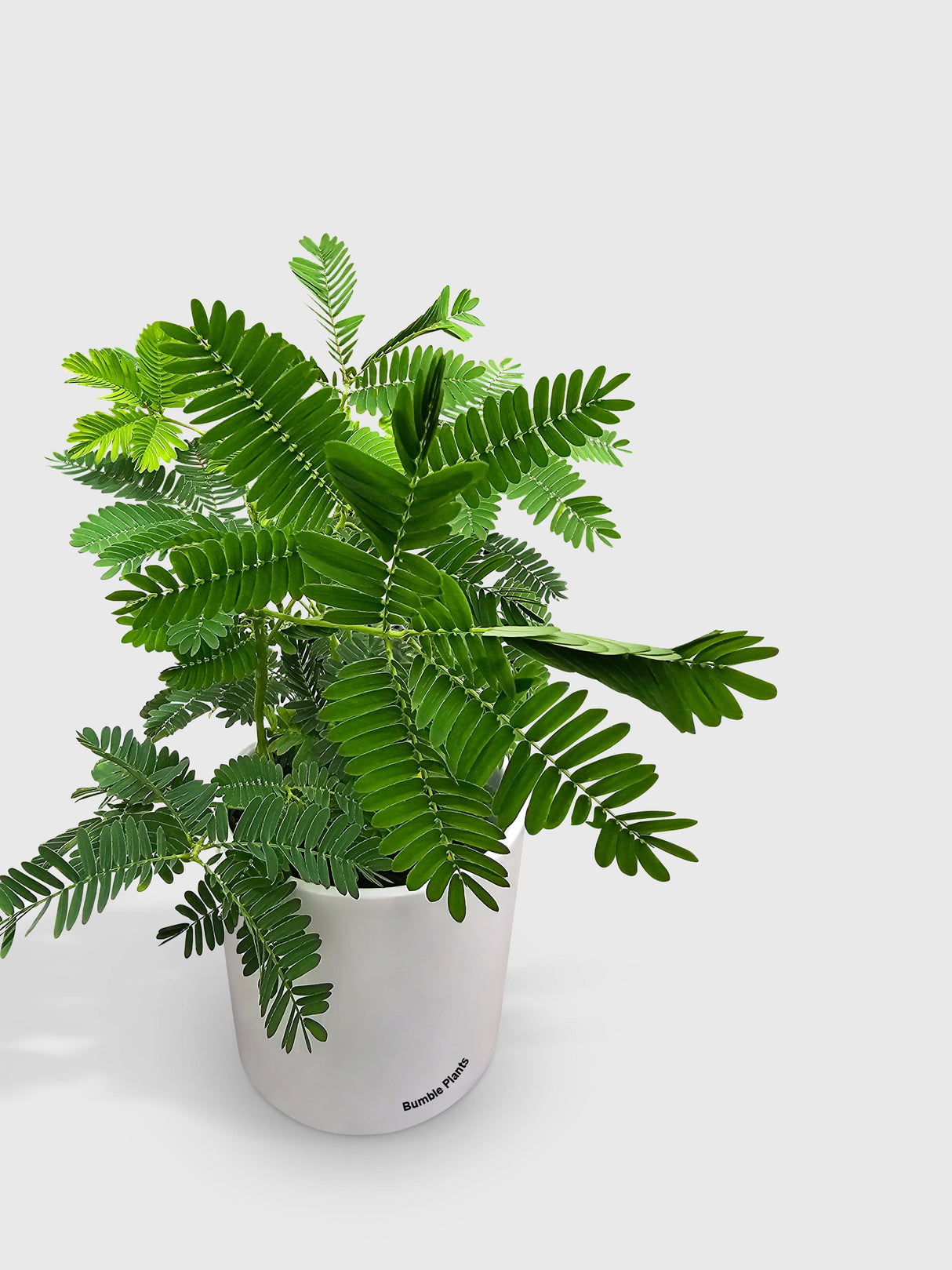 Mimosa Pudica Shame Sensitive Plant