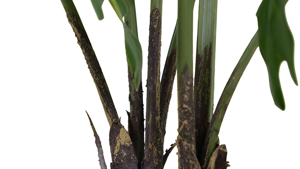 3' Faux Potted Philodendron