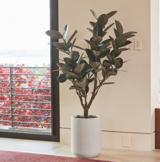 5' Rubber Ficus Tree in Modern Planter