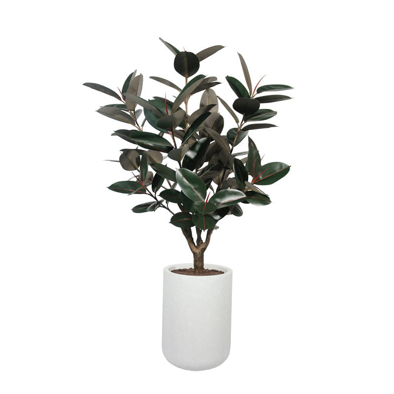5' Rubber Ficus Tree in Modern Planter