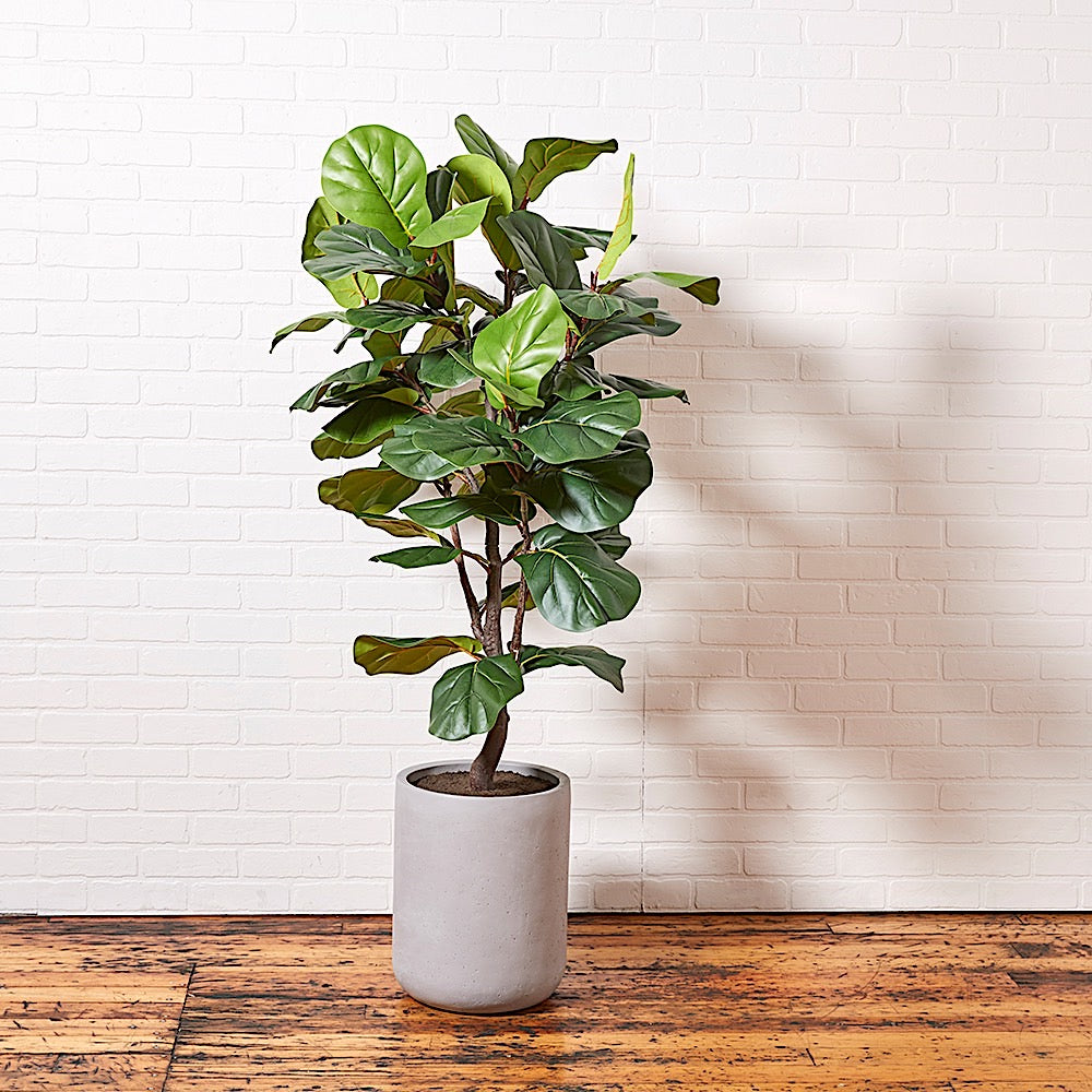 Artificial Fiddle Leaf Fig Tree with Artisan Planter