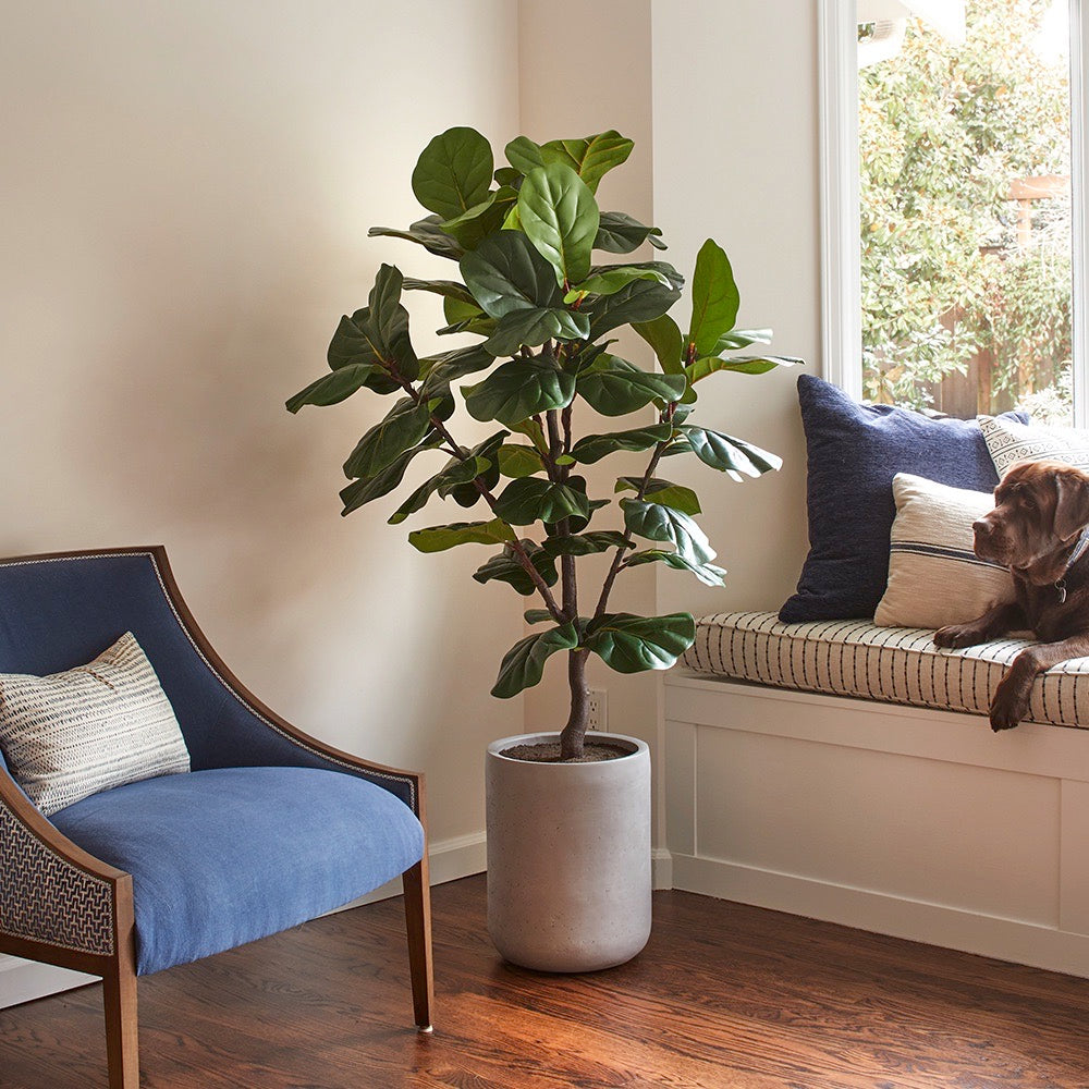 Artificial Fiddle Leaf Fig Tree with Artisan Planter