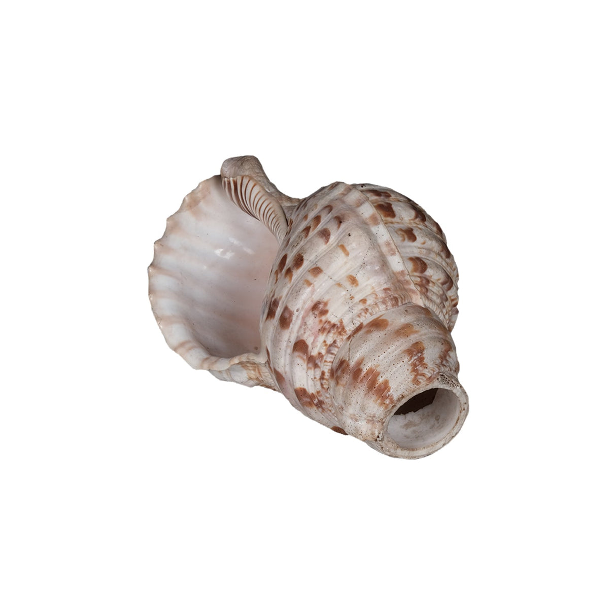 Rare Antique Large "Shankh" Conch Shell