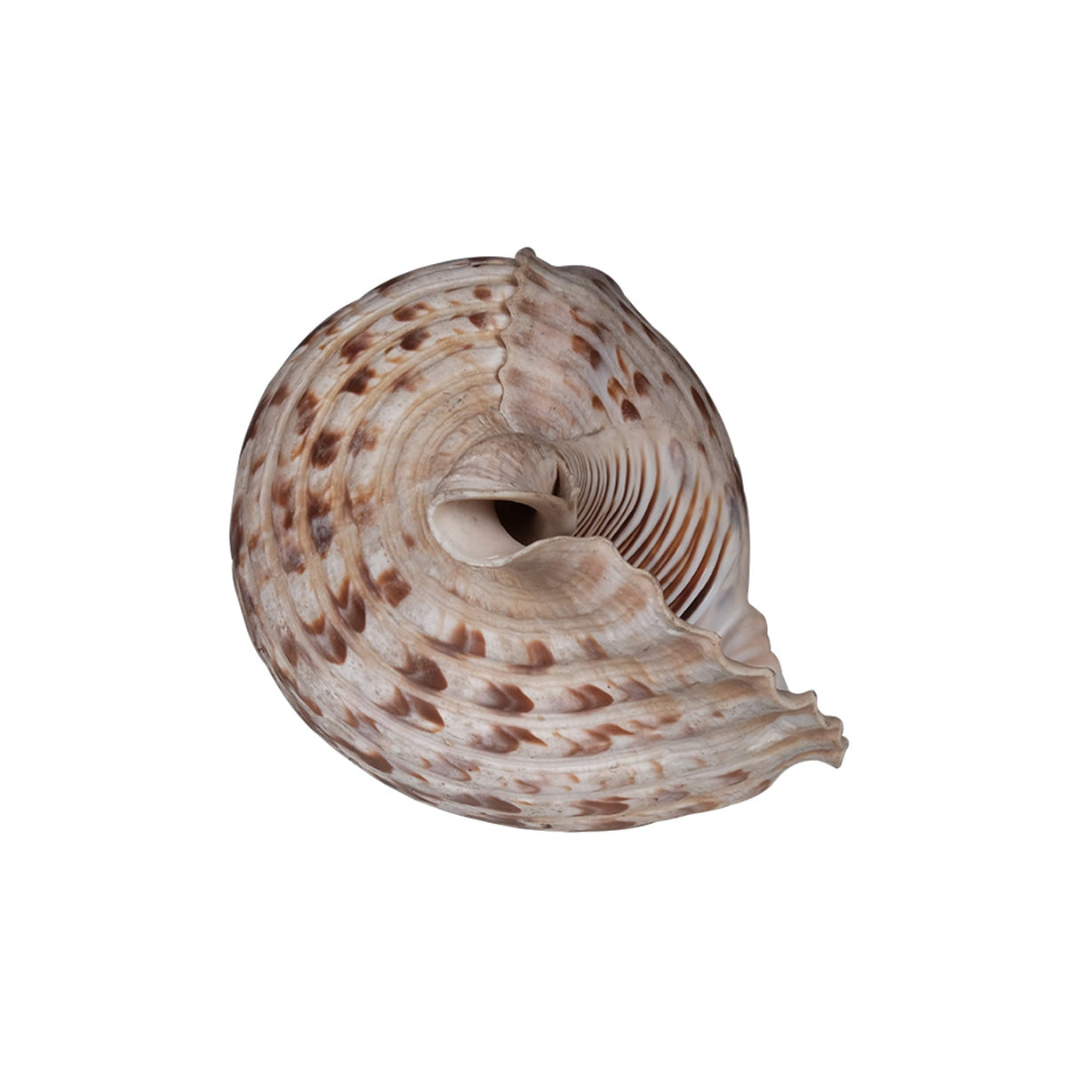 Rare Antique Large "Shankh" Conch Shell