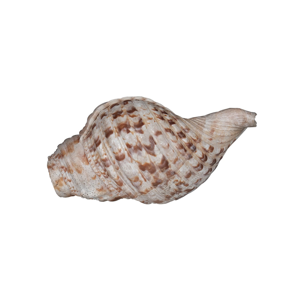 Rare Antique Large "Shankh" Conch Shell