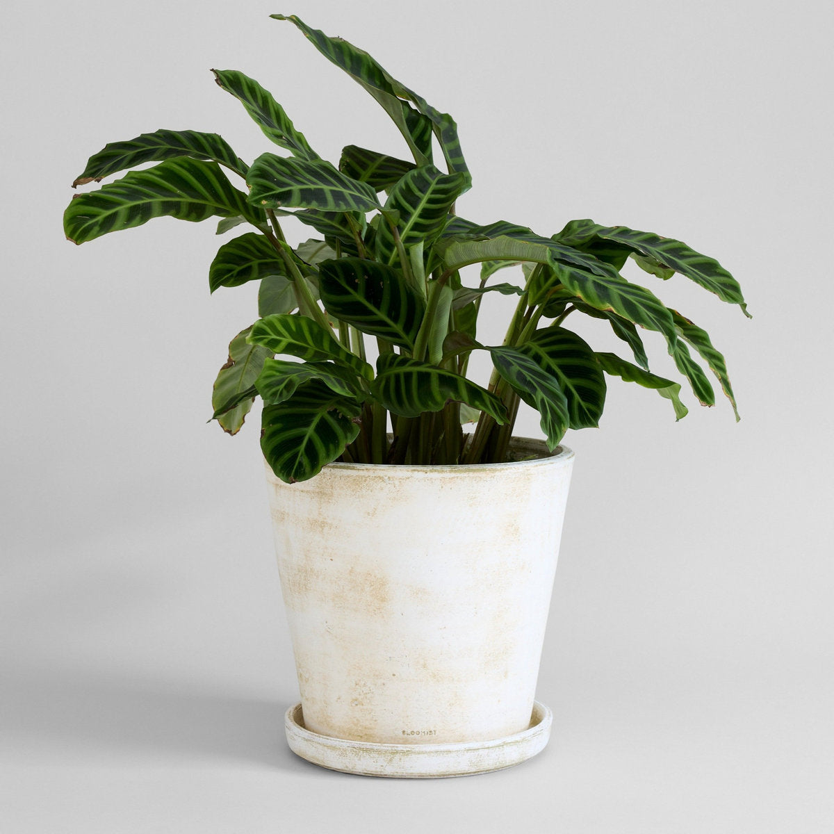 Basic Planter, White Patina