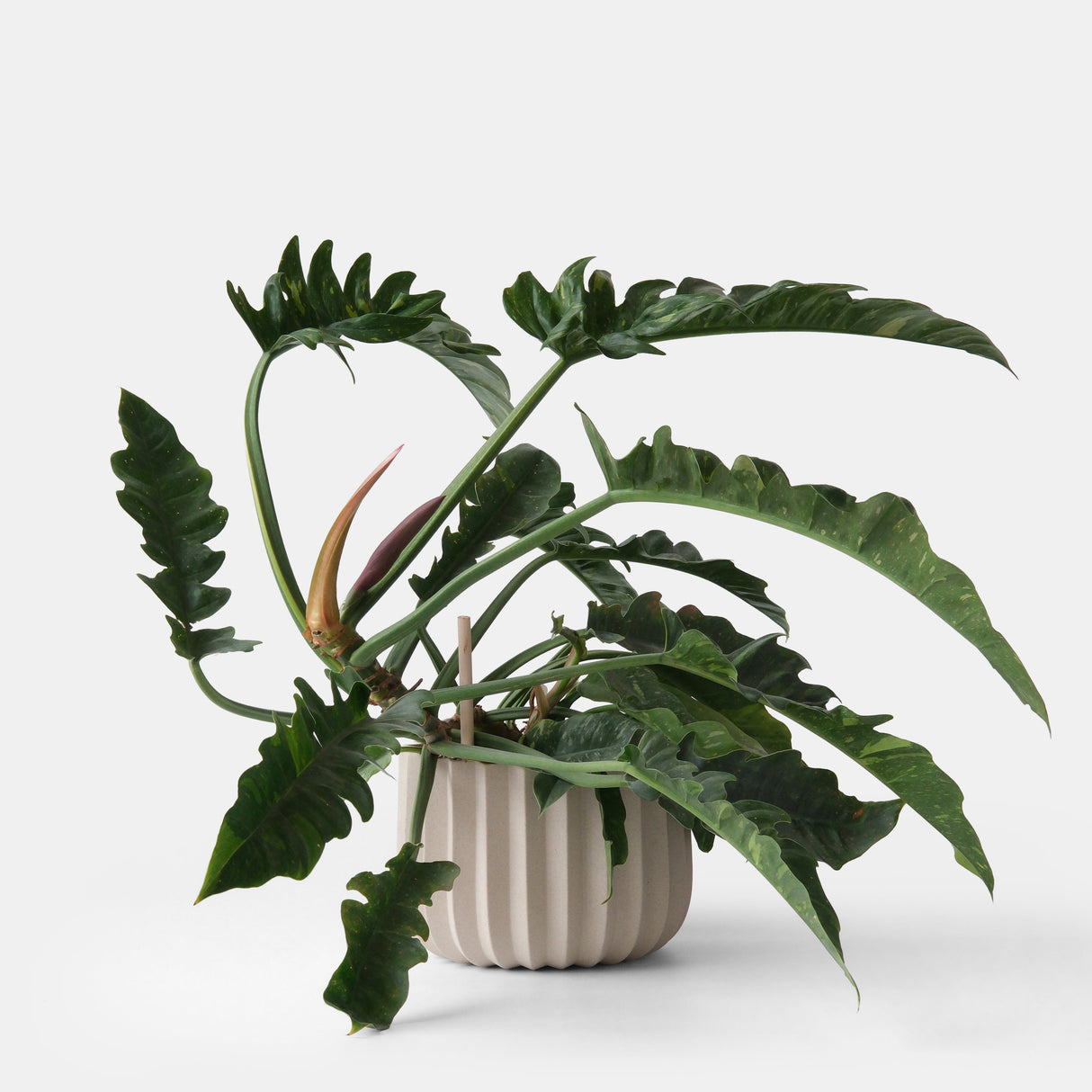 Wrap Planter - 4 sizes