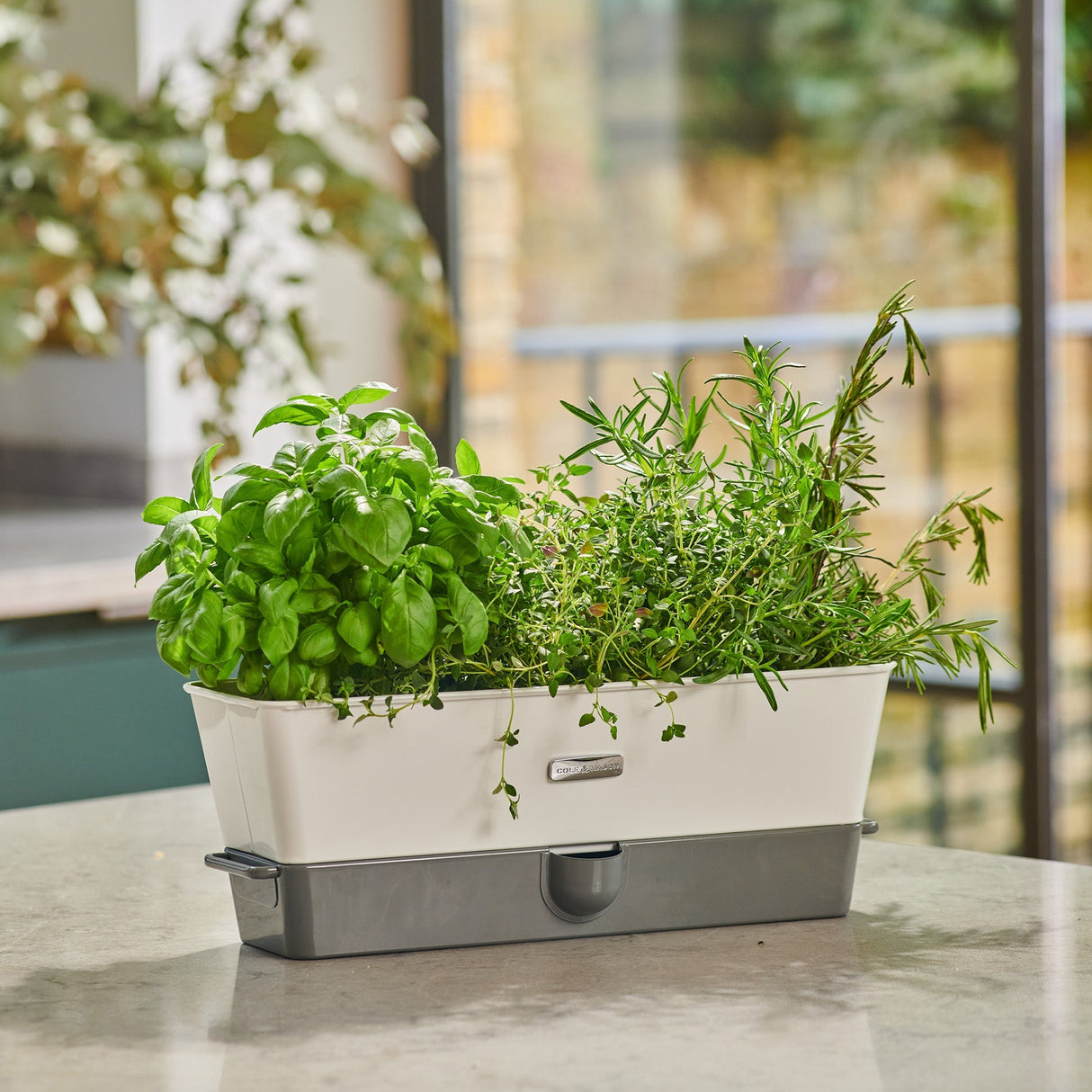 Cole & Mason Burwell Self-Watering Potted Herb Keeper