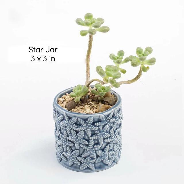 Under the Sea Planters Star Jar / Blue | Sage & Sill