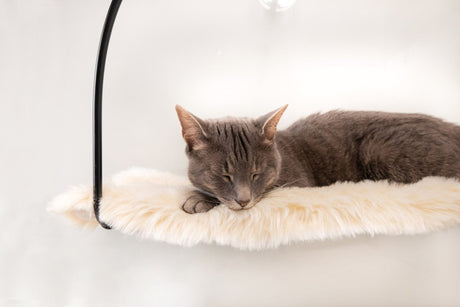 Pet Beds