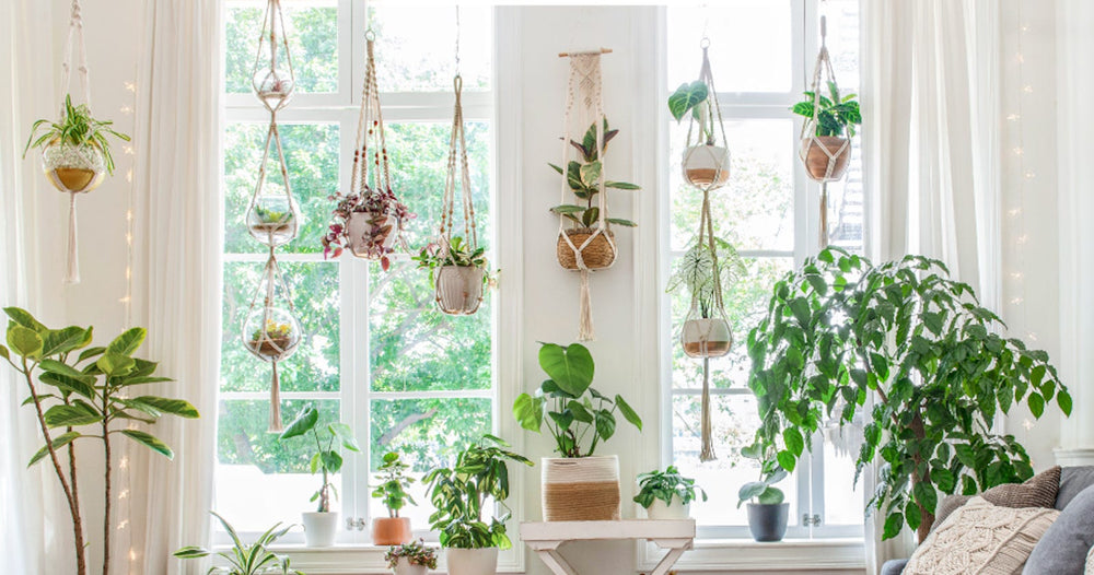 Hanging plants in bright windowsills