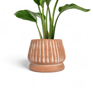 Mateo Terracotta Planter by MESO