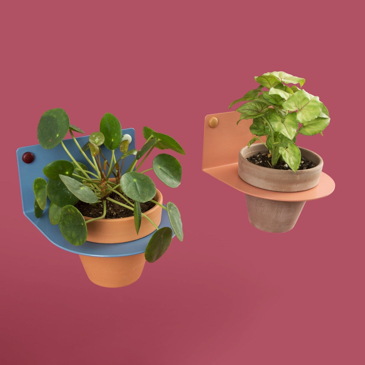 4" Plant Holder for Wall
