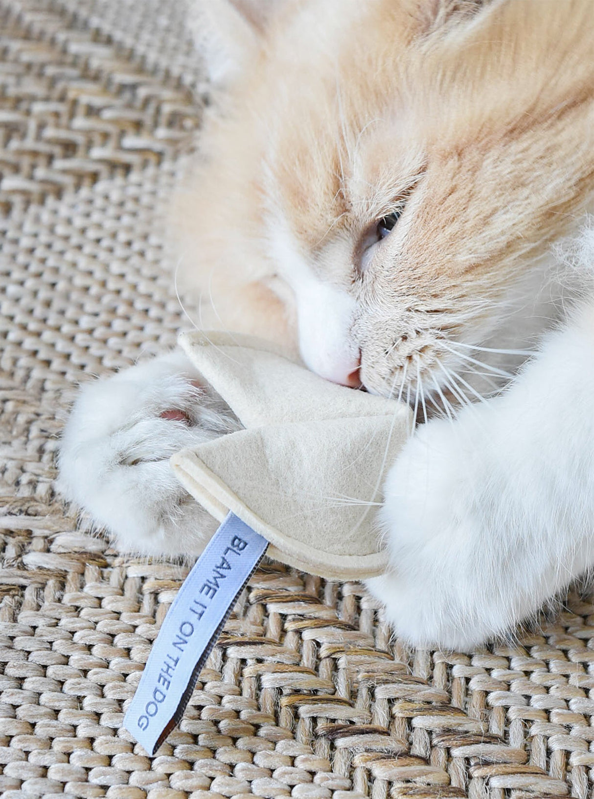 KITTY FORTUNE COOKIE - Blame It On The Dog