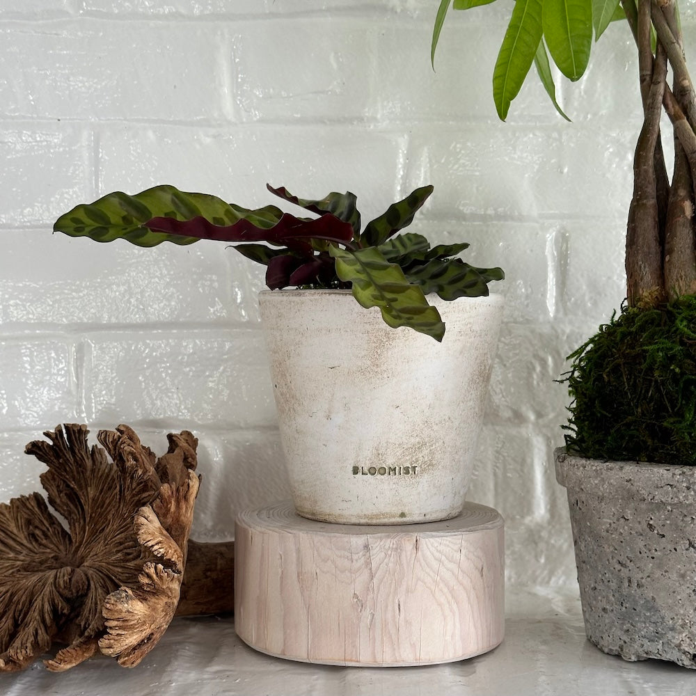 Round Pedestal Wood Base