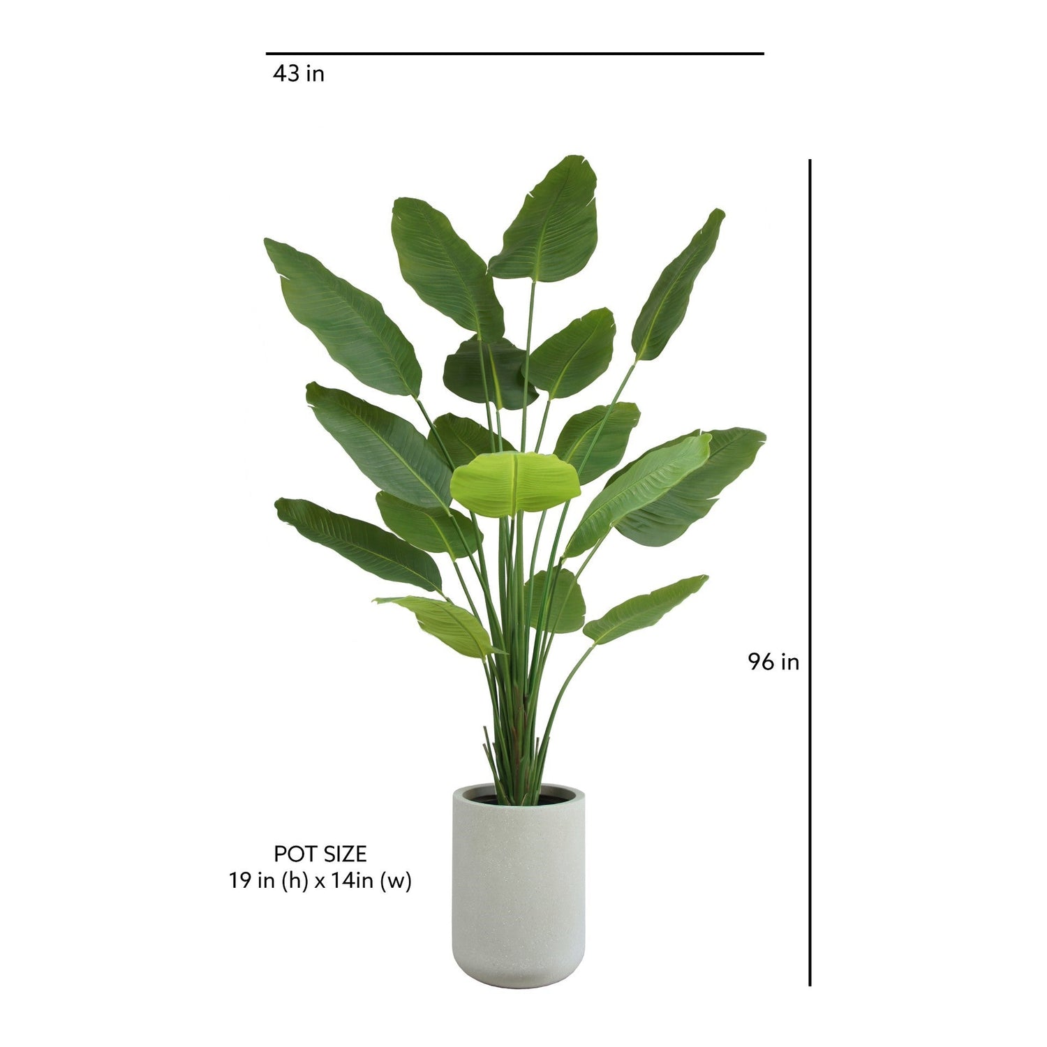 pot size for bird of paradise plant 8FT Bird of Paradise Tree, Potted CG Hunter