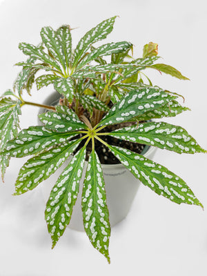 Begonia Hemsleyana Variegata (Silver Dots U404)
