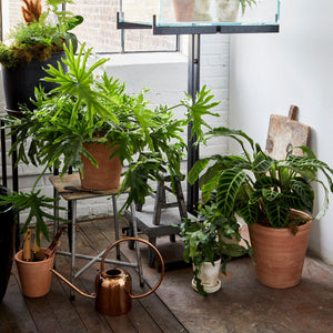 Whitewash Terracotta Studio Planter