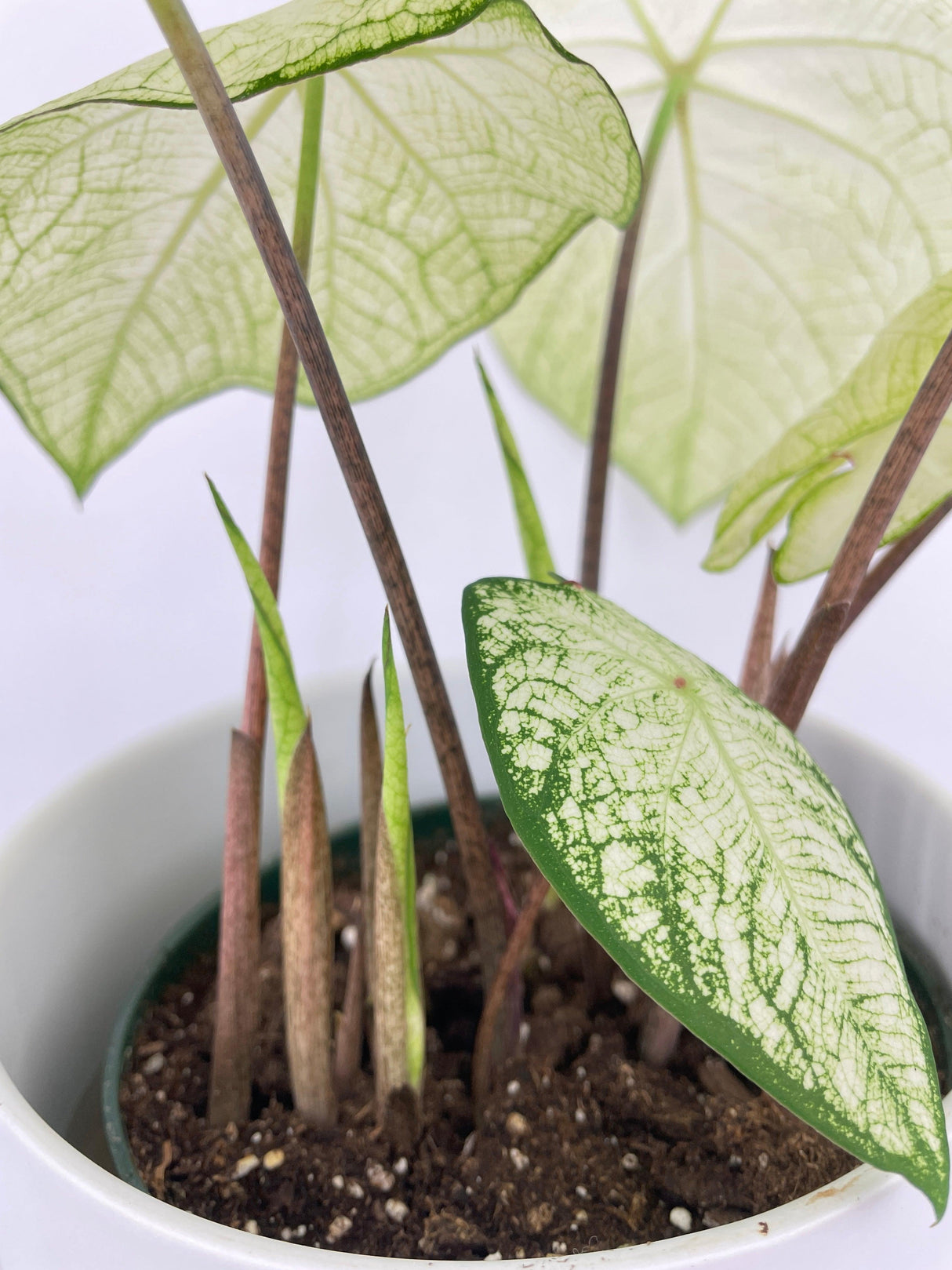 Caladium Florida Moonlight