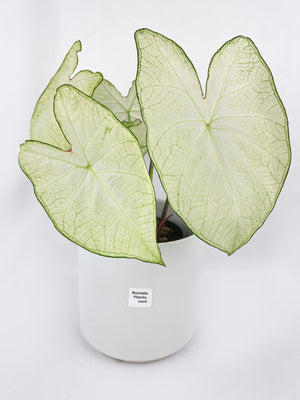 Caladium Florida Moonlight