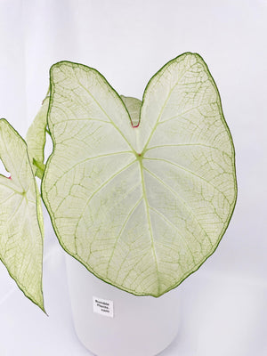 Caladium Florida Moonlight