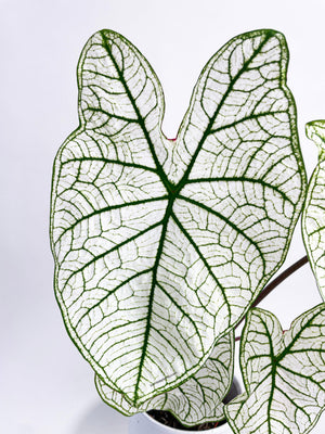 Caladium 'White Christmas' Butterfly Wings