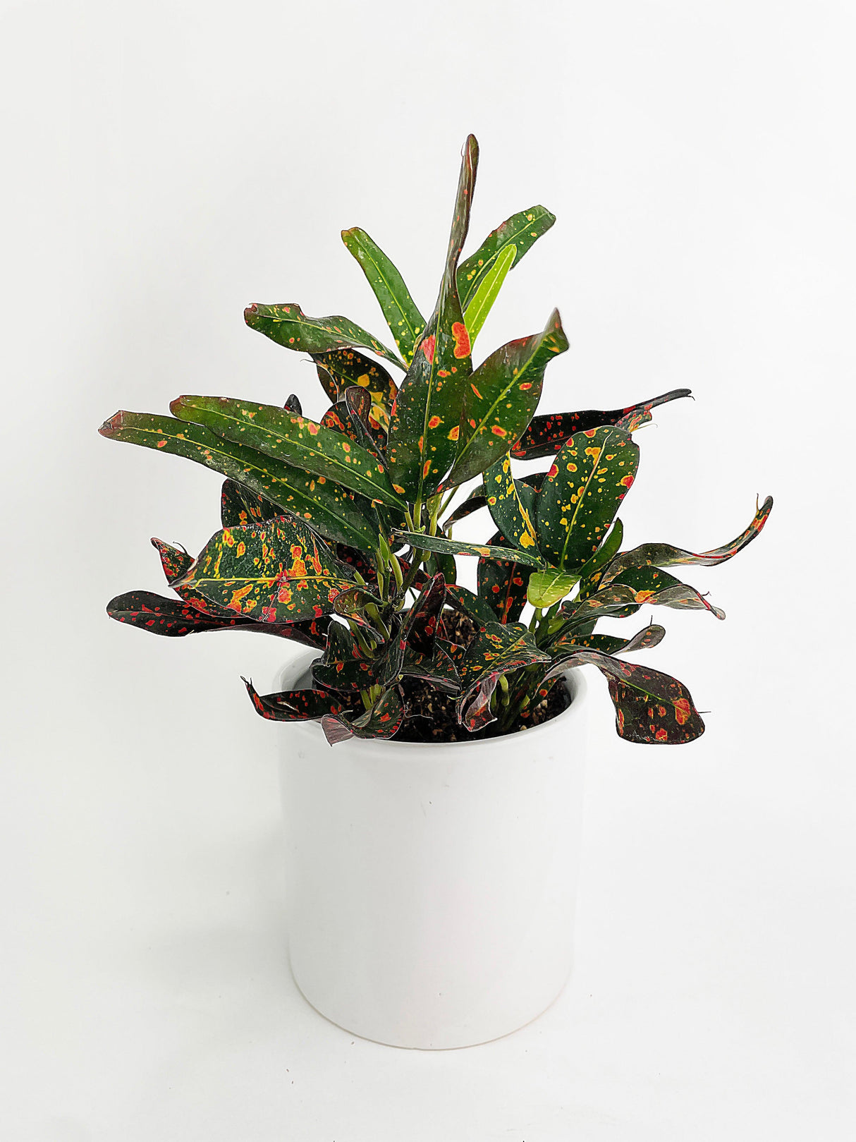 Codiaeum Variegatum 'Red Spot' Croton
