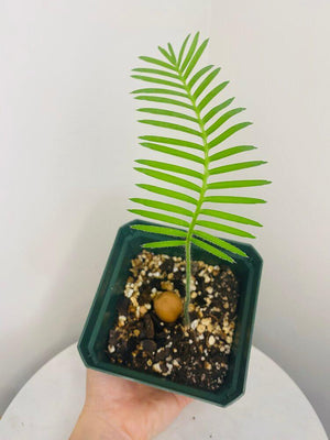 Dioon Edule