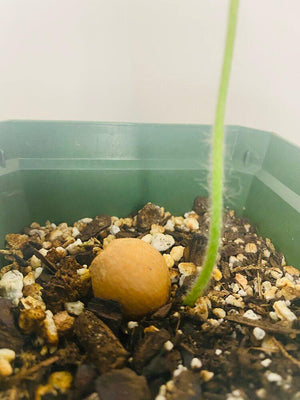 Dioon Edule