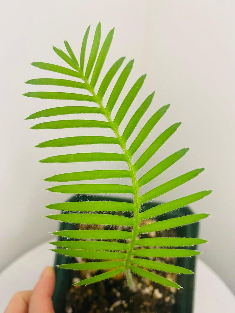 Dioon Edule