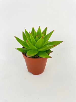 Echeveria Agavoides Succulent