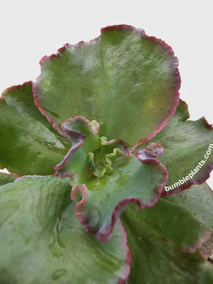 Echeveria Zorro Succulent