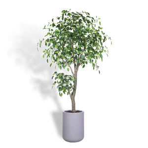 Artificial Ficus Tree with Artisan Planter
