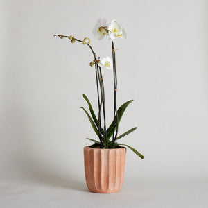Fluted Planter