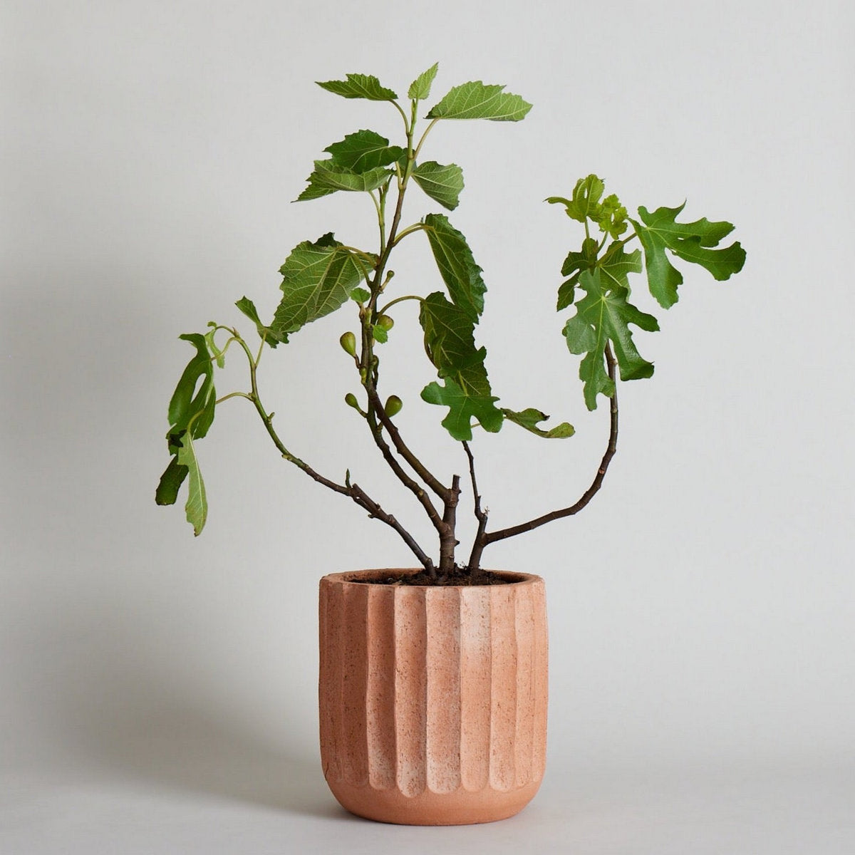 Fluted Planter